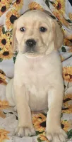 Blue Collar Girl #5, a female Labrador Retriever for sale in Toledo, WA – 2 of 6