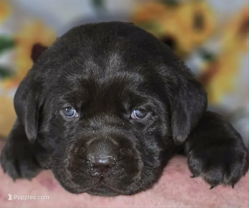Girl #17 – Labrador Retriever puppy for sale in Toledo, WA