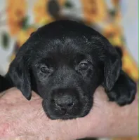 Pink Collar Girl #9, a female Labrador Retriever for sale in Toledo, WA – 4 of 6