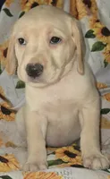 Pink Collar Girl #2, a female Labrador Retriever for sale in Toledo, WA – 1 of 5