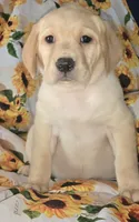Yellow Collar Girl #4, a female Labrador Retriever for sale in Toledo, WA – 4 of 6