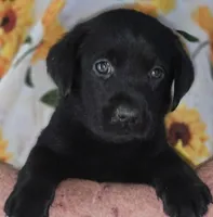 Blue Collar Boy #11, a male Labrador Retriever for sale in Toledo, WA – 1 of 6