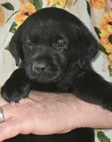 Green Collar Girl #16, a female Labrador Retriever for sale in Toledo, WA – 4 of 6