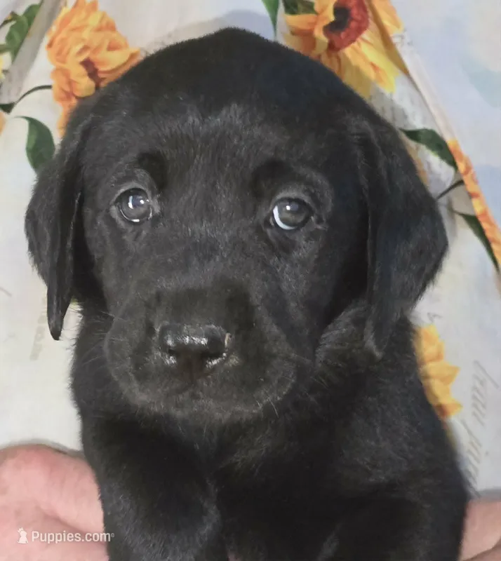 Green Collar Boy #8 – Labrador Retriever puppy for sale in Toledo, WA