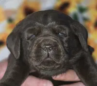 Girl #18, a female Labrador Retriever for sale in Toledo, WA – 2 of 6