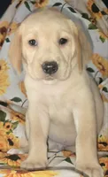 Blue Collar Boy - #1, a male Labrador Retriever for sale in Toledo, WA – 2 of 6