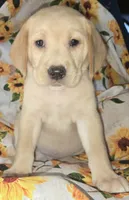 Blue Collar Boy - #1, a male Labrador Retriever for sale in Toledo, WA – 4 of 6