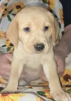 Blue Collar Boy - #1, a male Labrador Retriever for sale in Toledo, WA – 3 of 6