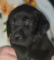 Green Collar Boy #8, a male Labrador Retriever for sale in Toledo, WA – 3 of 6