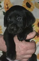 Red Collar Girl #10, a female Labrador Retriever for sale in Toledo, WA – 1 of 7