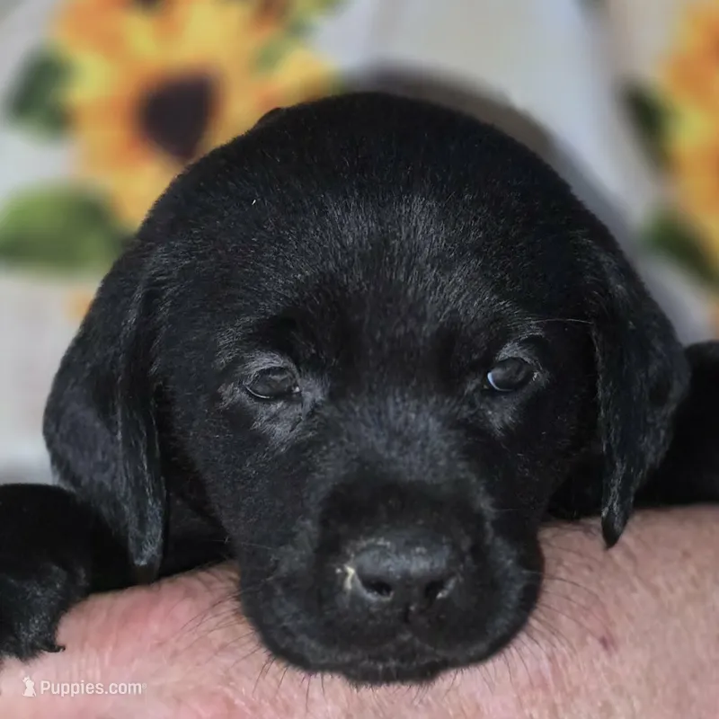 Green Collar Girl #16 – Labrador Retriever puppy for sale in Toledo, WA