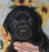 Yellow Collar Girl #12, a female Labrador Retriever for sale in Toledo, WA – 2 of 6