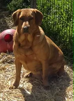 Pink Collar Girl #2, a female Labrador Retriever for sale in Toledo, WA – 4 of 5