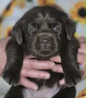 Girl #20, a female Labrador Retriever for sale in Toledo, WA – 4 of 7