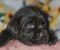 Girl #17, a female Labrador Retriever for sale in Toledo, WA – 3 of 7