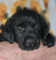 Pink Collar Girl #9, a female Labrador Retriever for sale in Toledo, WA – 3 of 6