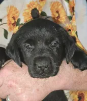 Pink Collar Girl #9, a female Labrador Retriever for sale in Toledo, WA – 2 of 6