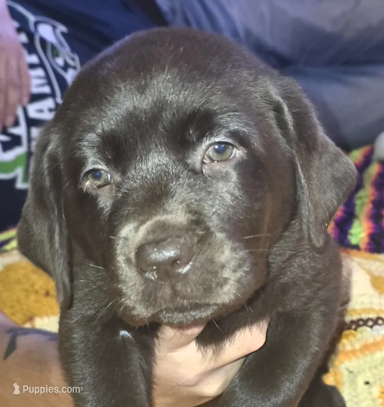 Girl #20 – Labrador Retriever puppy for sale in Toledo, WA