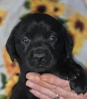 Yellow Collar Girl #12, a female Labrador Retriever for sale in Toledo, WA – 4 of 6
