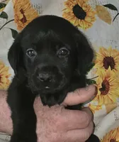 Red Collar Girl #10, a female Labrador Retriever for sale in Toledo, WA – 2 of 7