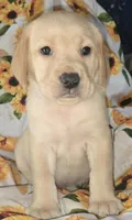 Green Collar Boy #6, a male Labrador Retriever for sale in Toledo, WA – 2 of 6