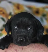 Blue Collar Girl #15, a female Labrador Retriever for sale in Toledo, WA – 3 of 6