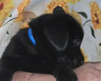 Blue Collar Boy #11, a male Labrador Retriever for sale in Toledo, WA – 3 of 6