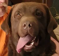 Yellow Collar Boy #14, a male Labrador Retriever for sale in Toledo, WA – 6 of 6