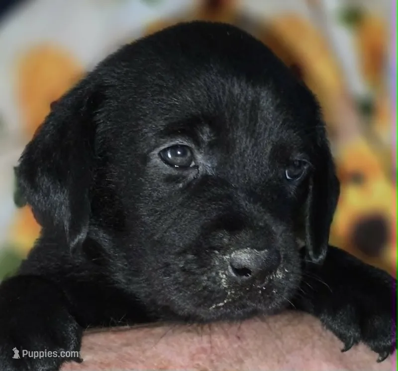 Yellow Collar Boy #14 – Labrador Retriever puppy for sale in Toledo, WA