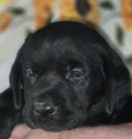 Red Collar Boy #13, a male Labrador Retriever for sale in Toledo, WA – 3 of 6