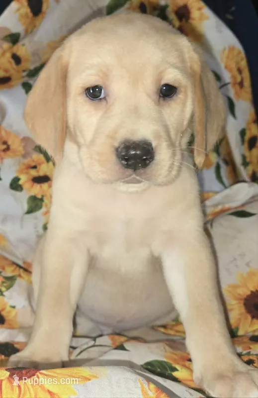 Blue Collar Boy - #1 – Labrador Retriever puppy for sale in Toledo, WA