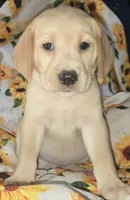 Blue Collar Boy - #1, a male Labrador Retriever for sale in Toledo, WA – 1 of 6