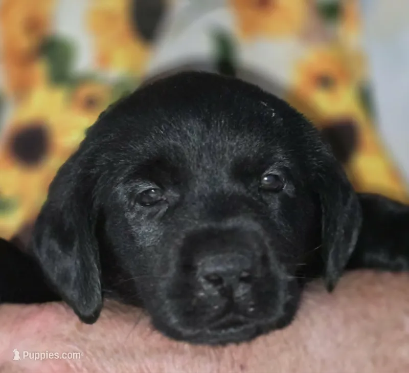 Pink Collar Girl #9 – Labrador Retriever puppy for sale in Toledo, WA