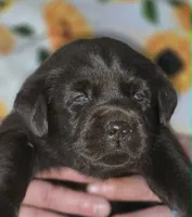 Girl #20, a female Labrador Retriever for sale in Toledo, WA – 2 of 7