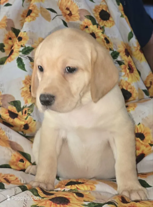 Yellow Collar Girl #4 – Labrador Retriever puppy for sale in Toledo, WA