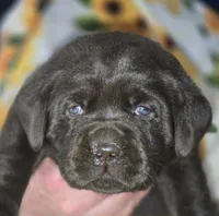 Girl #17, a female Labrador Retriever for sale in Toledo, WA – 5 of 7