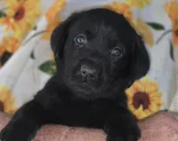 Blue Collar Boy #11, a male Labrador Retriever for sale in Toledo, WA – 4 of 6
