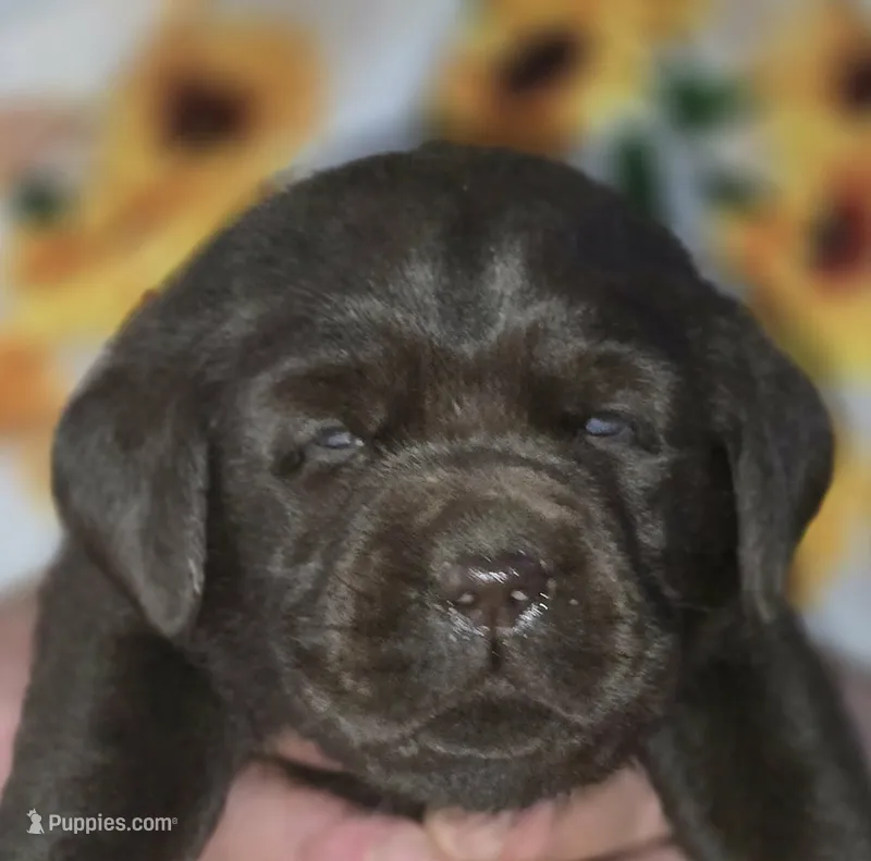 Girl #18 – Labrador Retriever puppy for sale in Toledo, WA