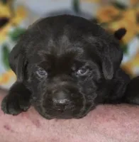 Girl #17, a female Labrador Retriever for sale in Toledo, WA – 4 of 7