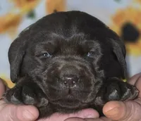 Girl #18, a female Labrador Retriever for sale in Toledo, WA – 3 of 6