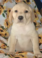 Yellow Collar Girl #4, a female Labrador Retriever for sale in Toledo, WA – 2 of 6