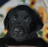 Yellow Collar Boy #14, a male Labrador Retriever for sale in Toledo, WA – 3 of 6