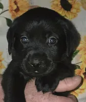 Red Collar Girl #10, a female Labrador Retriever for sale in Toledo, WA – 3 of 7