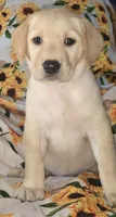 Red Collar Girl #3, a female Labrador Retriever for sale in Toledo, WA – 4 of 6