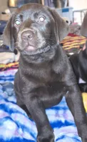 Girl #20, a female Labrador Retriever for sale in Toledo, WA – 2 of 4