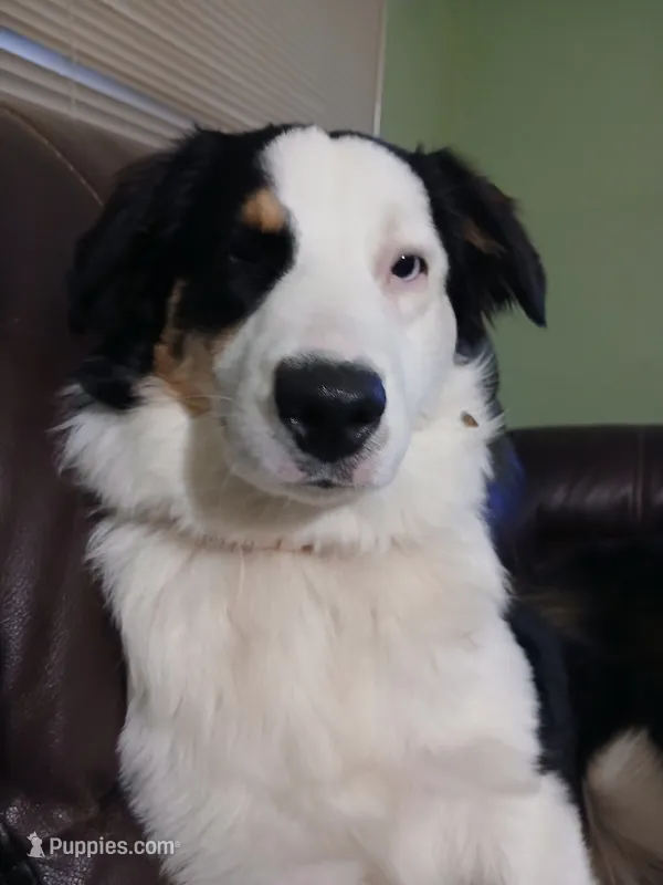 Star – Australian Shepherd puppy for sale in Avon Park, FL