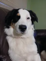 Star, a female Australian Shepherd for sale in Avon Park, FL – 1 of 3