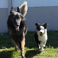 Star, a female Australian Shepherd for sale in Avon Park, FL – 2 of 3