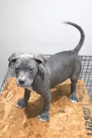 processed/6a4c8186-241a-45b8-9b69-60bea19408f7/listing/f7c4c968-e058-4b9f-b60e-c279e4e93775/e01f6fcd-45b5-408c-abfd-eb45d8e16ca5