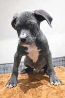 processed/6a4c8186-241a-45b8-9b69-60bea19408f7/listing/f7c4c968-e058-4b9f-b60e-c279e4e93775/f4627976-6b80-4be7-9f56-40ba9bdbe07a